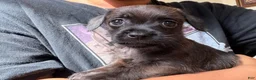 Mixed Breed dogs for sale: Bee  - Ad 4