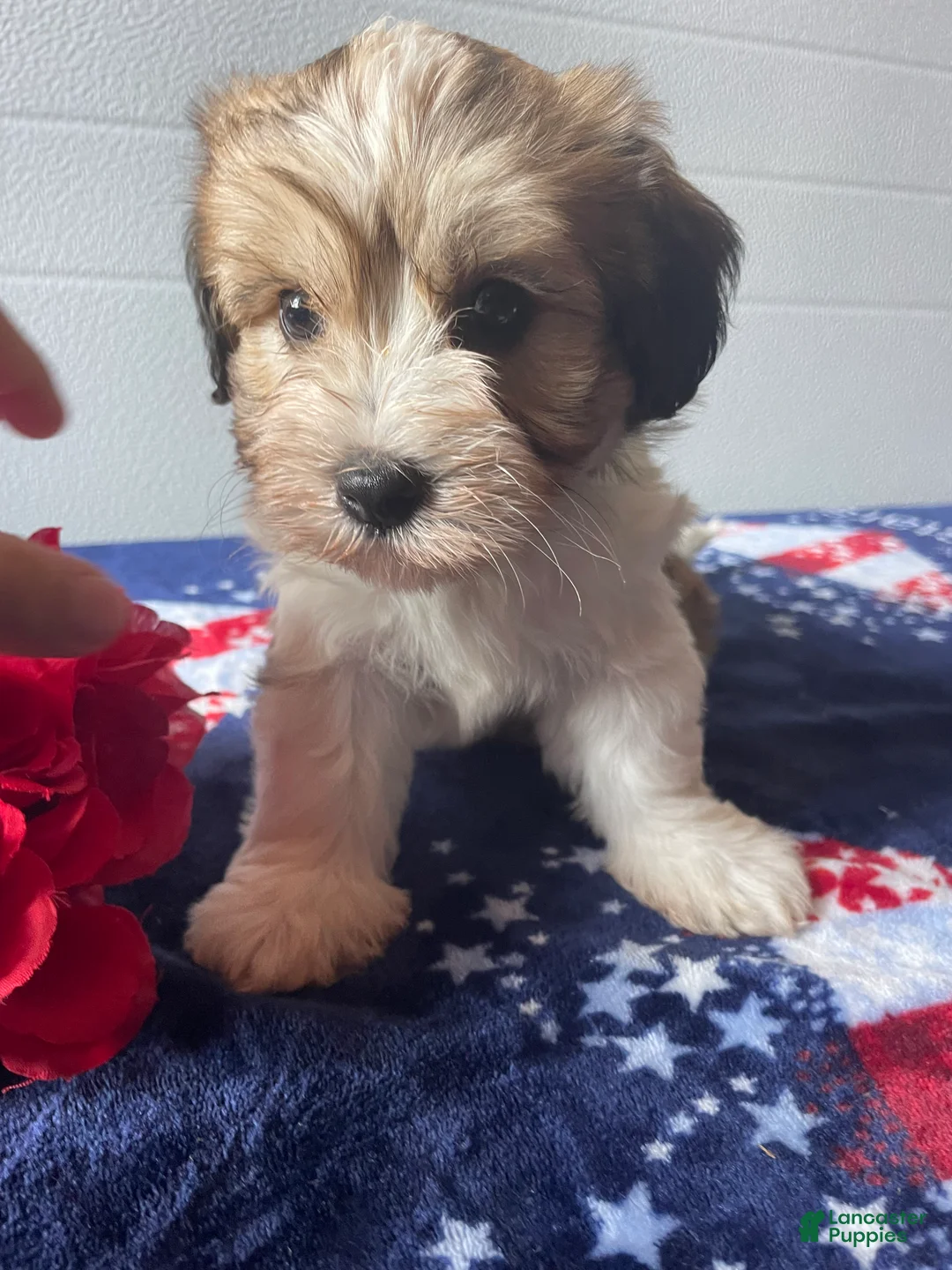 Havapoo dogs for sale: Benson - Ad 4