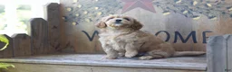 Maltipoo dogs for sale: Maltipoo 1 - Ad 2