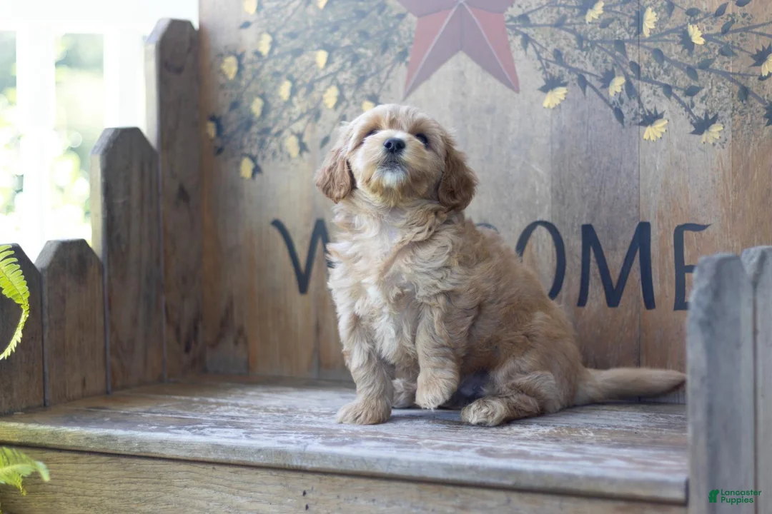 Maltipoo dogs for sale: Maltipoo 1 - Ad 2