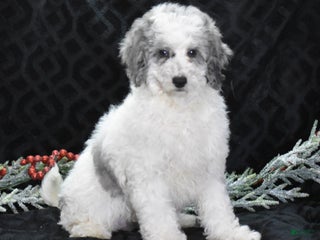 Miniature Poodle dogs Zack - Ad 27