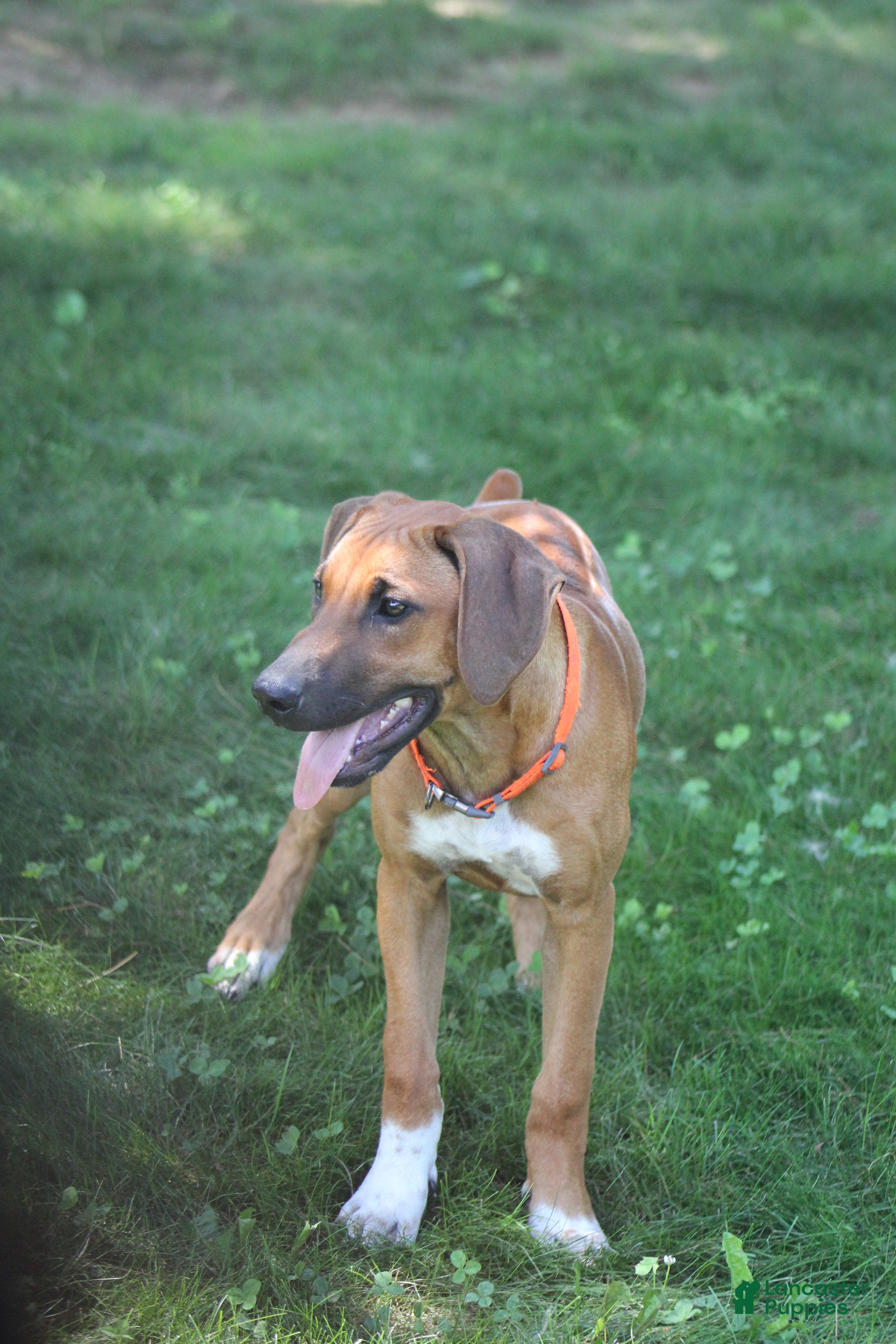 Rhodesian Ridgeback dogs Clyde - Ad 1