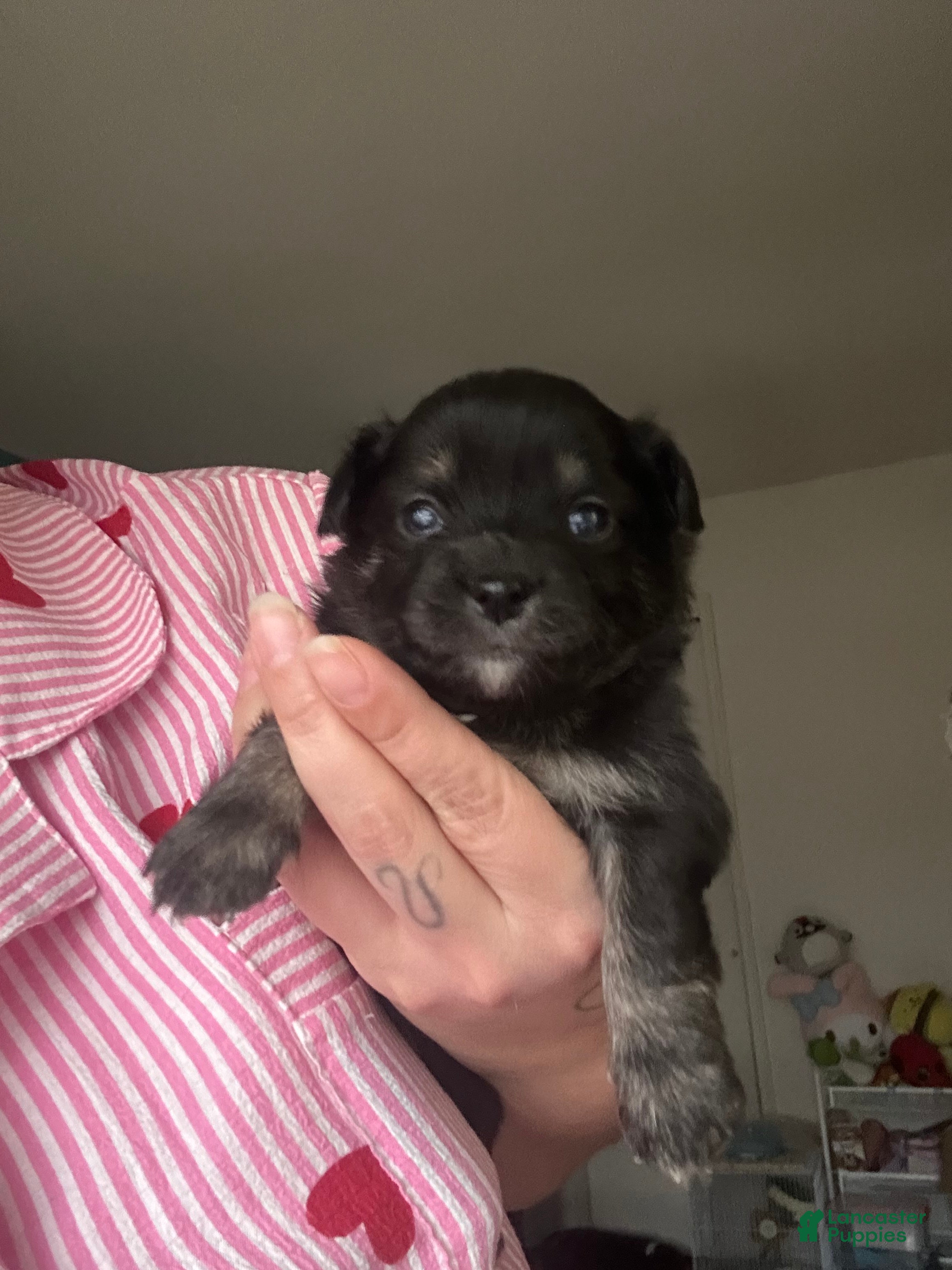 Chihuahua dogs Chihuahua Puppy 1 - Ad 34