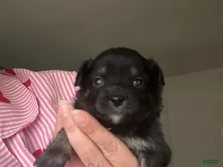 Chihuahua dogs Chihuahua Puppy 1 - Ad 34