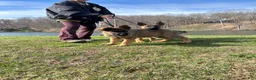 German Shepherd dogs for sale: German Shepherd Puppy 4 - Ad 2