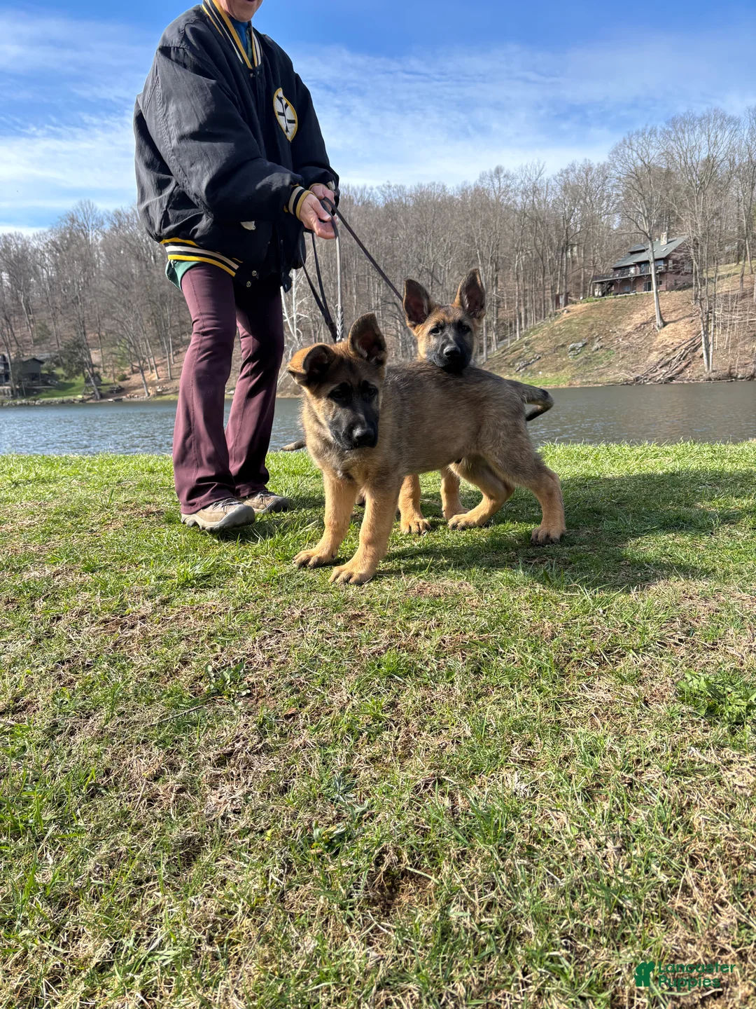 German Shepherd dogs for sale: German Shepherd Puppy 4 - Ad 2