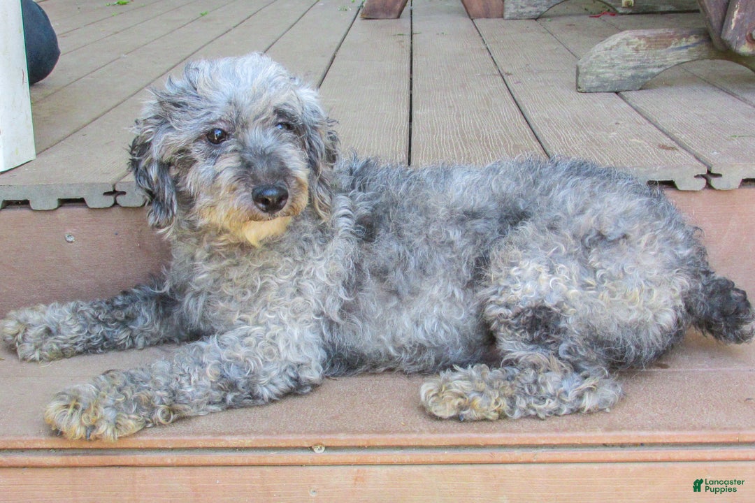 Miniature Poodle dogs for sale: Bobby - Ad 4