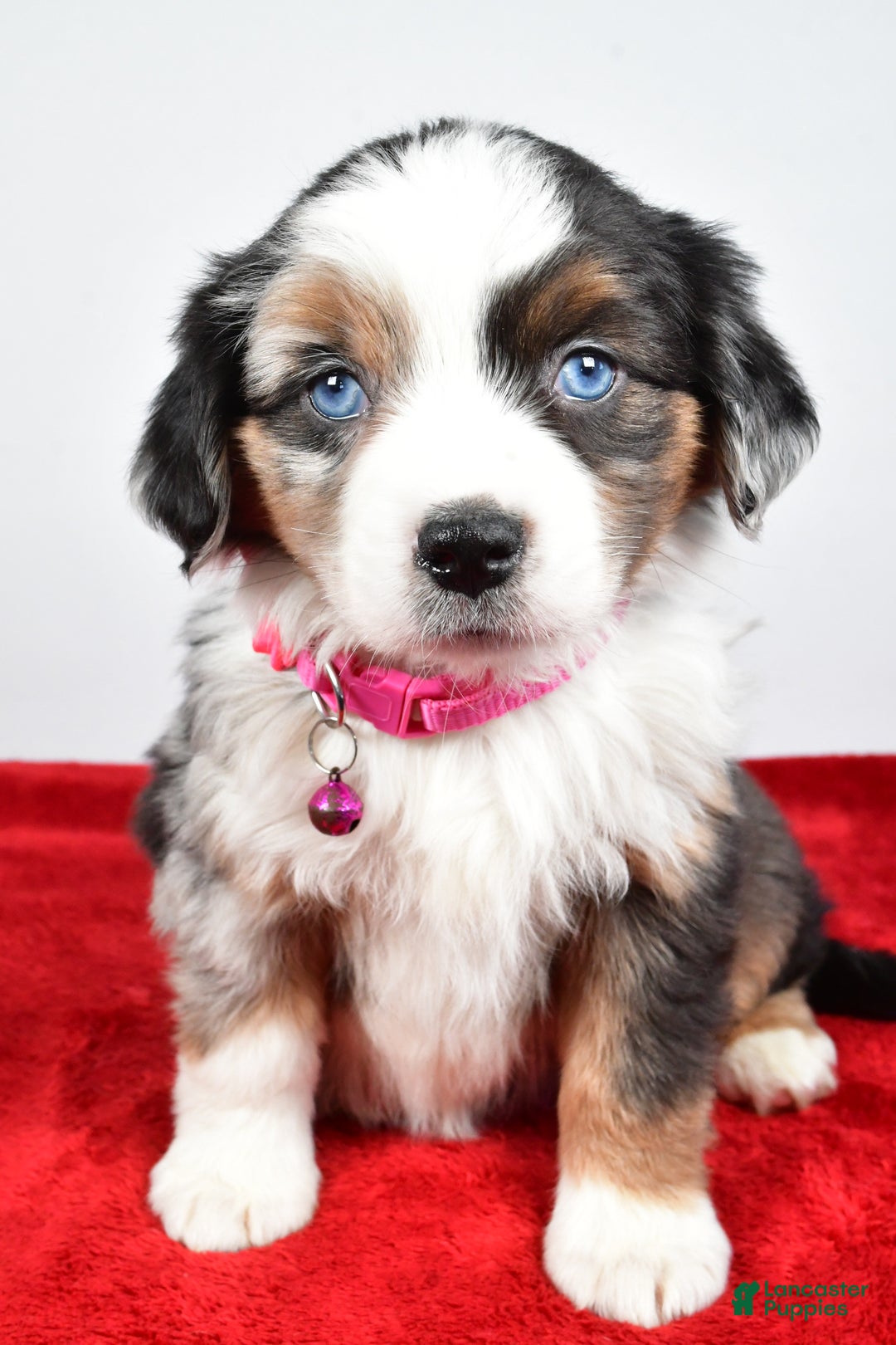 Miniature Australian Shepherd dogs for sale: Orlinda  - Ad 4