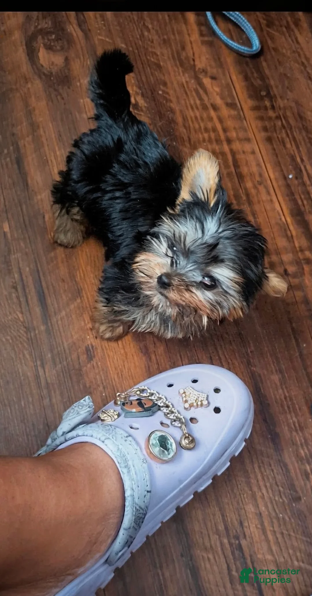 Yorkshire Terrier dogs for sale: Yorkshire Terrier 2 - Ad 1