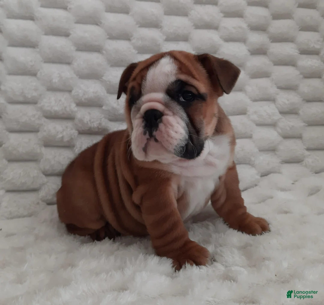 English Bulldog dogs for sale: Dana - Ad 4