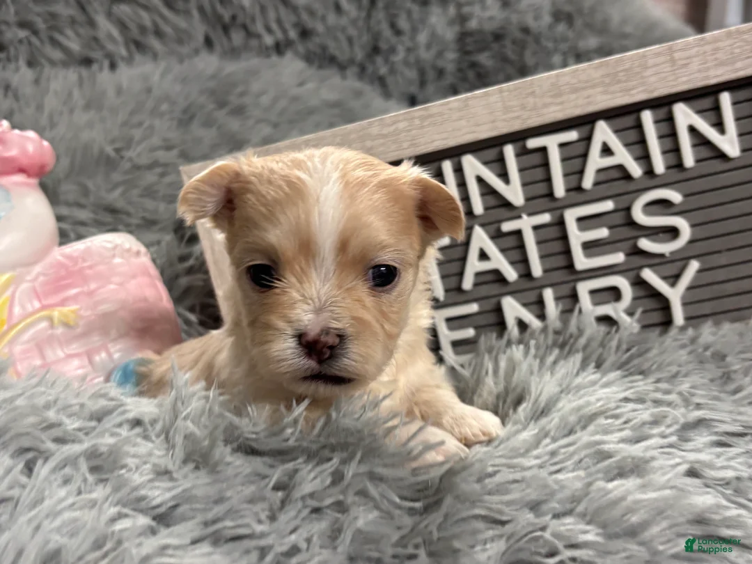 Maltipoo dogs for sale: Tiny Henry - Ad 4