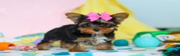 Yorkshire Terrier dogs for sale: Callie - Ad 5