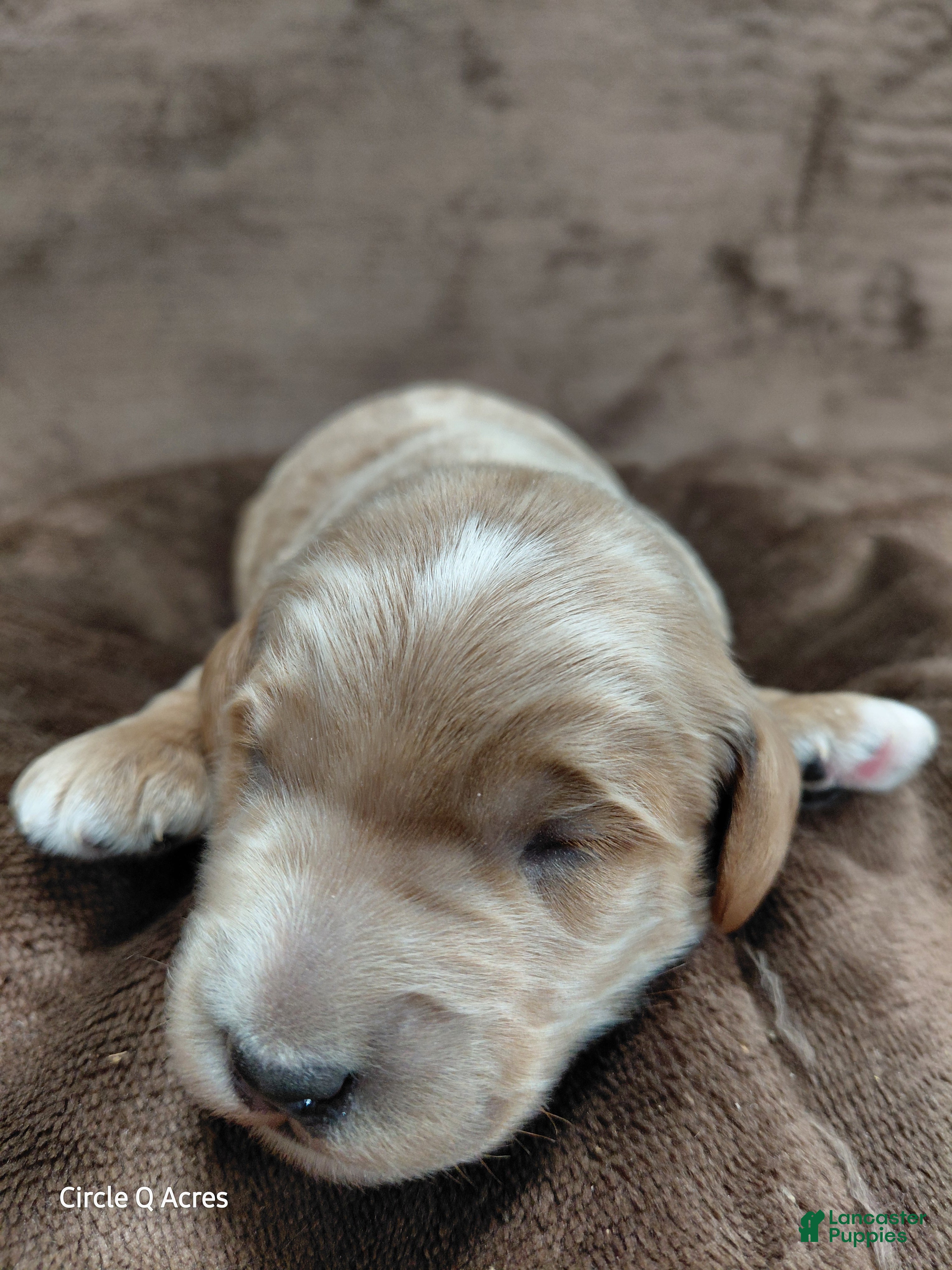 Mini Goldendoodle dogs for sale: Cooper - Ad 3