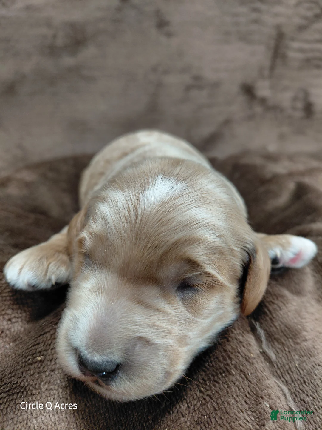 Mini Goldendoodle dogs for sale: Cooper - Ad 1