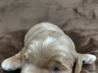 Mini Goldendoodle dogs for sale: Cooper - Ad 3