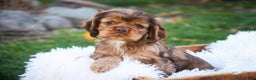 Cocker Spaniel dogs for sale: Avery - Ad 4