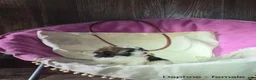 Shihpoo dogs for sale: Daphne - Ad 5