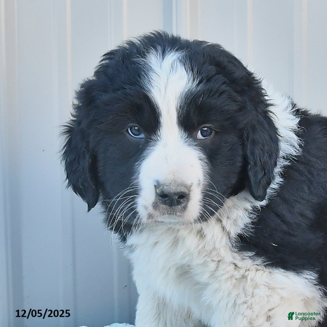 Mixed Breed dogs for sale: Cookie - Ad 2