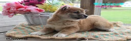 Shiba Inu dogs for sale: Jessena - Ad 2