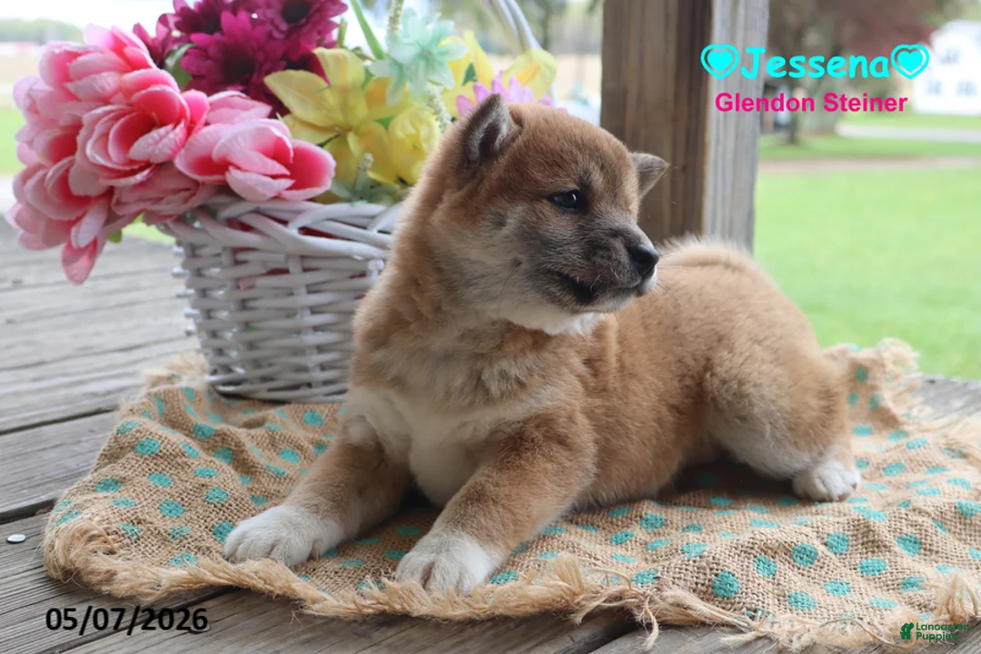 Shiba Inu dogs for sale: Jessena - Ad 2