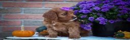 Cavapoo dogs for sale: RUSTY - Ad 5