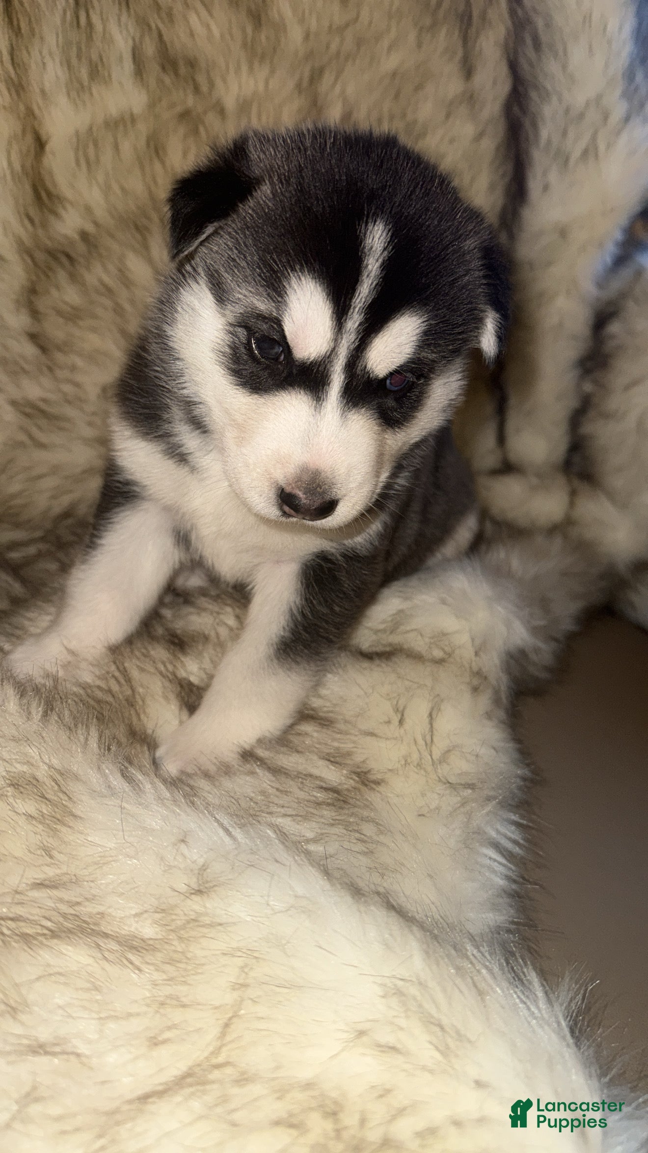 Siberian Husky dogs Nala - Ad 39