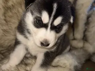 Siberian Husky dogs Nala - Ad 42