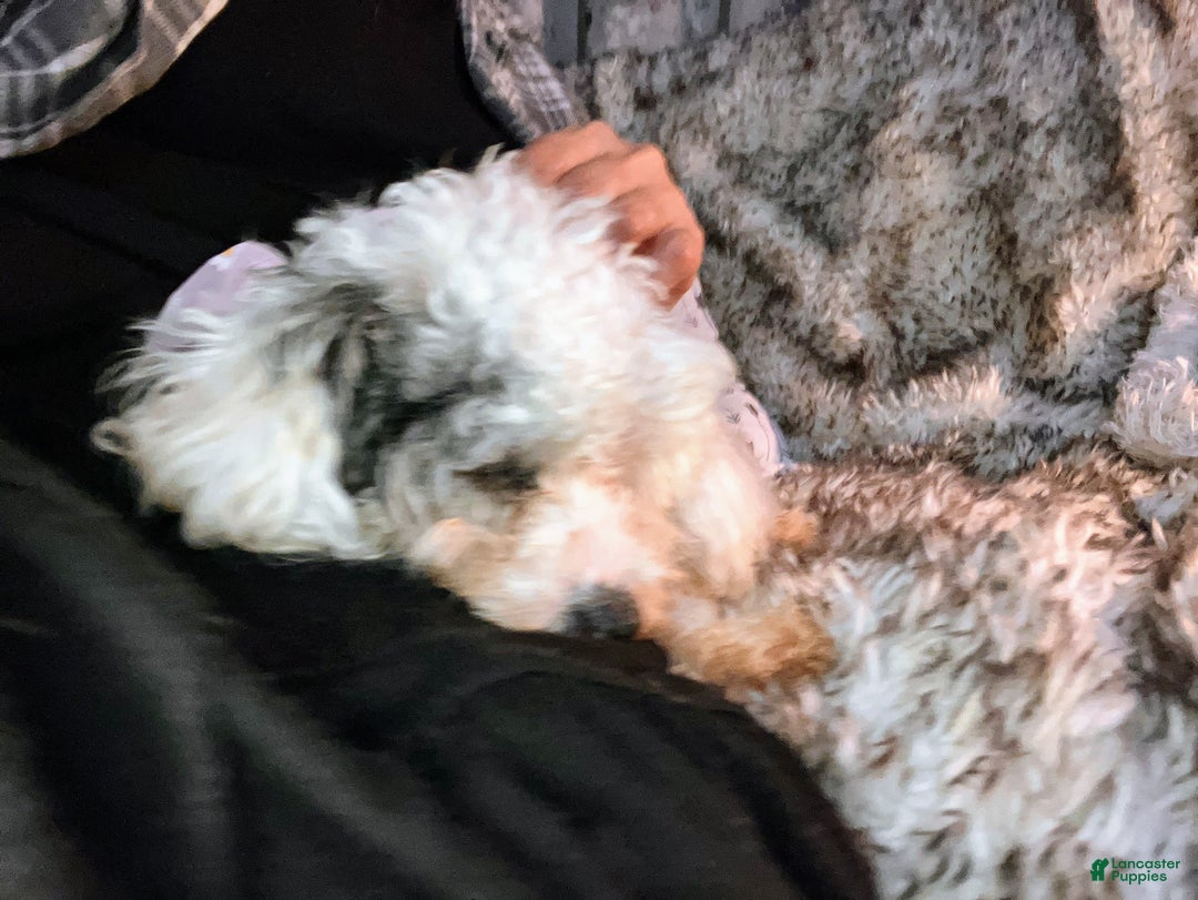 Toy Poodle dogs for sale: Toy Poodle Puppy 1 - Ad 16