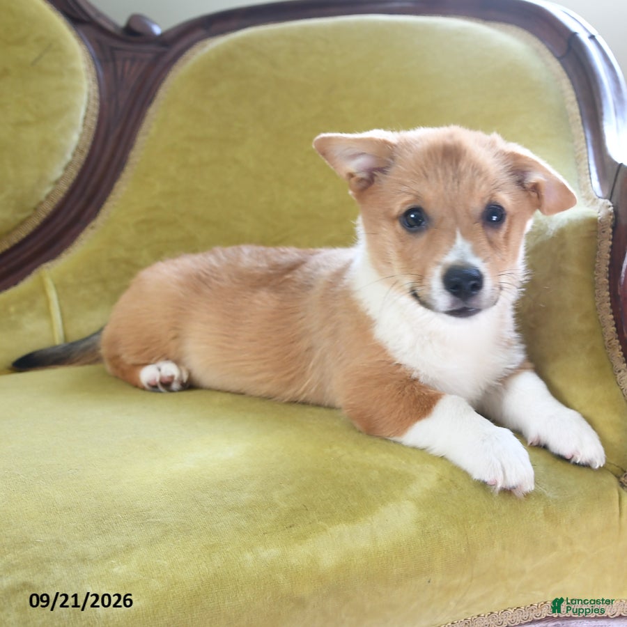 Welsh Corgi Pembroke dogs Cheif - Ad 1
