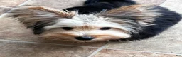 Chorkie dogs for sale: Chorkie Puppy 1 - Ad 2