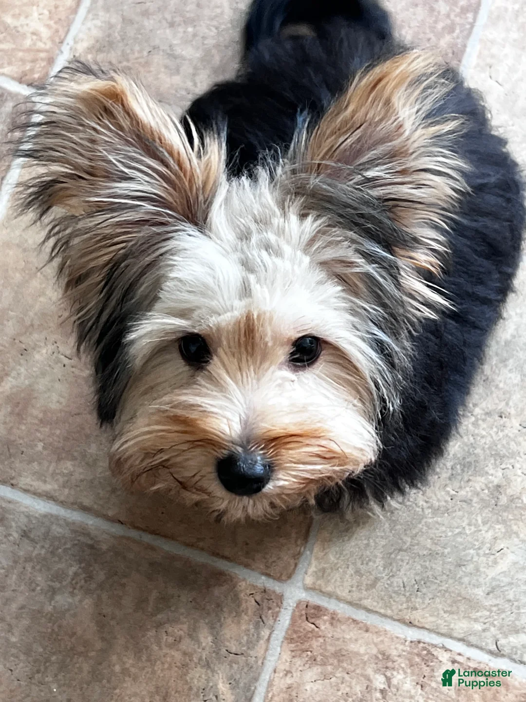 Chorkie dogs for sale: Chorkie Puppy 1 - Ad 2