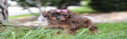 Miniature Poodle dogs for sale: Sierra - Ad 3
