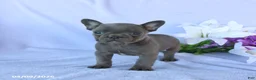 Frenchton dogs for sale: Alex - Ad 4