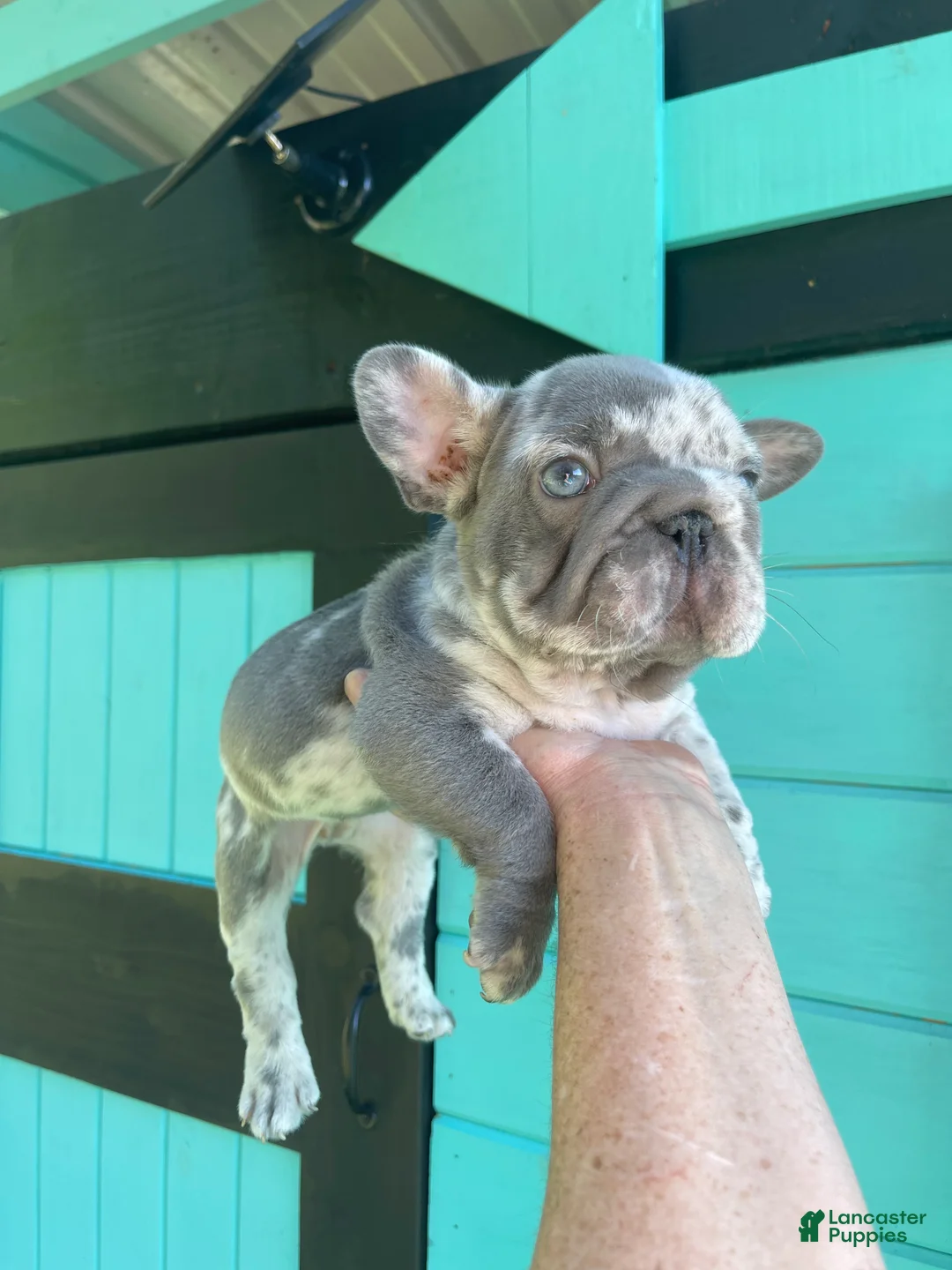 French Bulldog dogs for sale: Harvey Dent - Ad 1