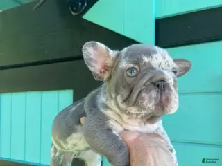 French Bulldog dogs for sale: Harvey Dent - Ad 2