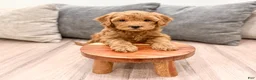 Goldendoodle dogs for sale: Betty - Ad 9