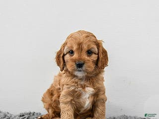 Cavapoo dogs Maple - Ad 13