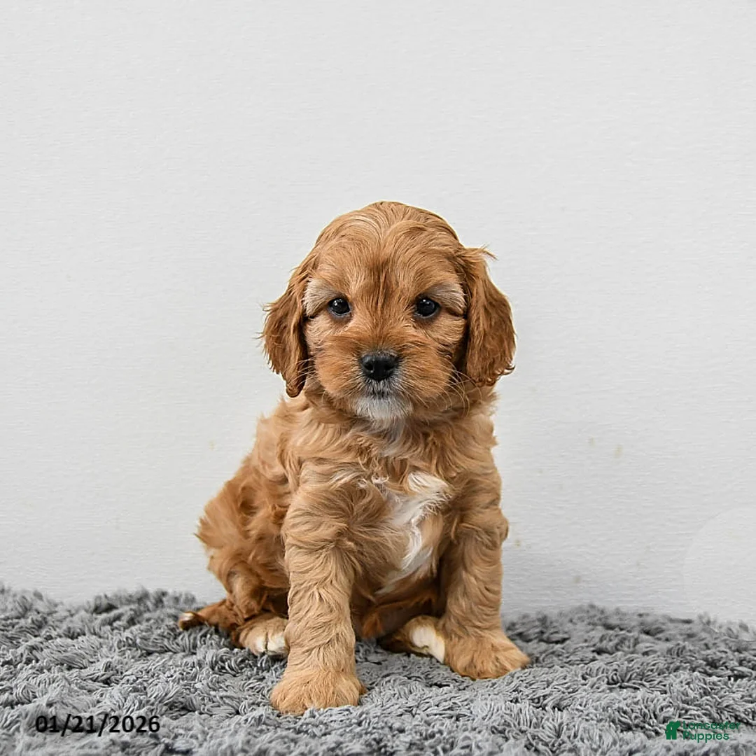 Cavapoo dogs for sale: Maple   - Ad 2