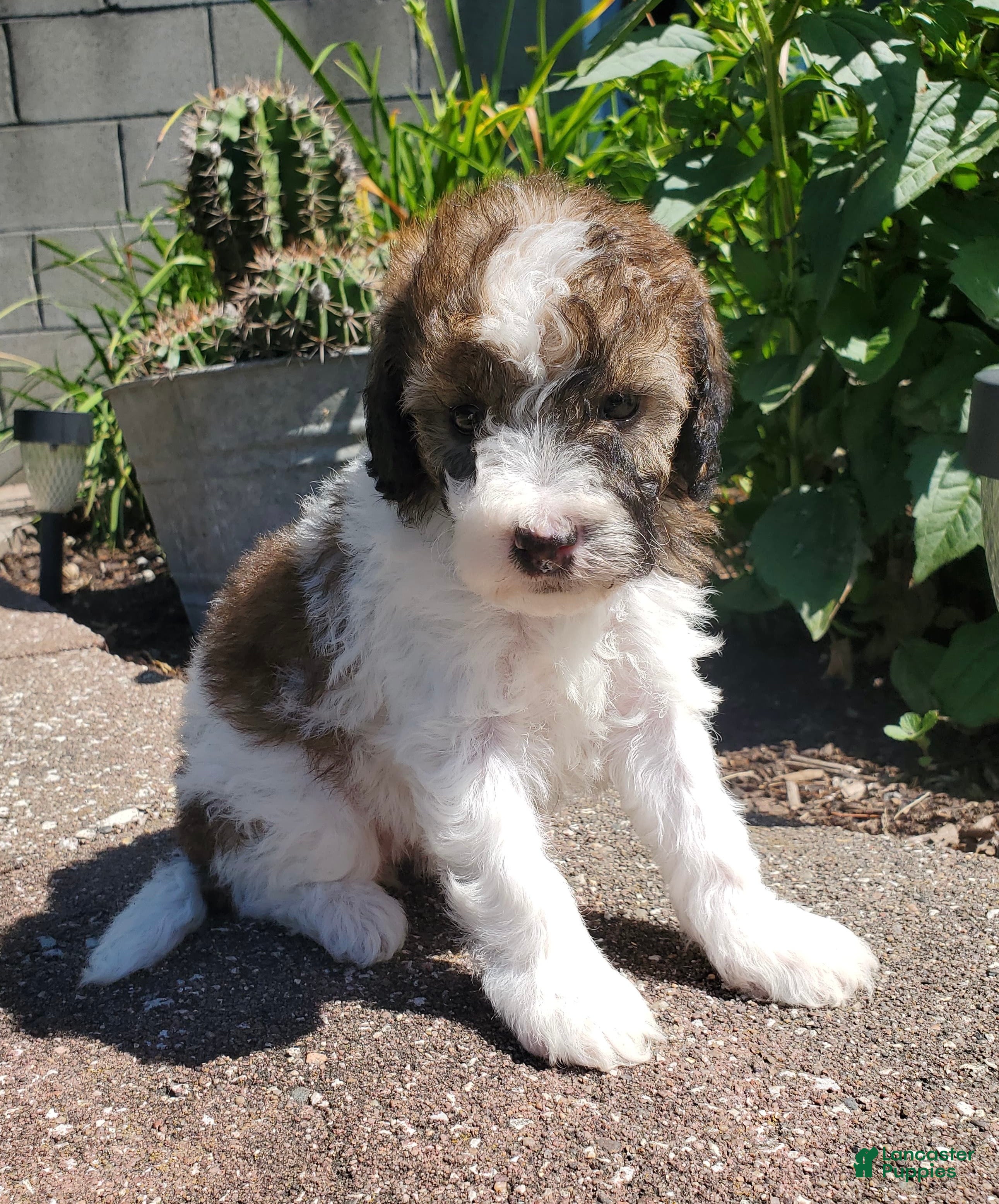 Miniature Poodle dogs Riley - Ad 1