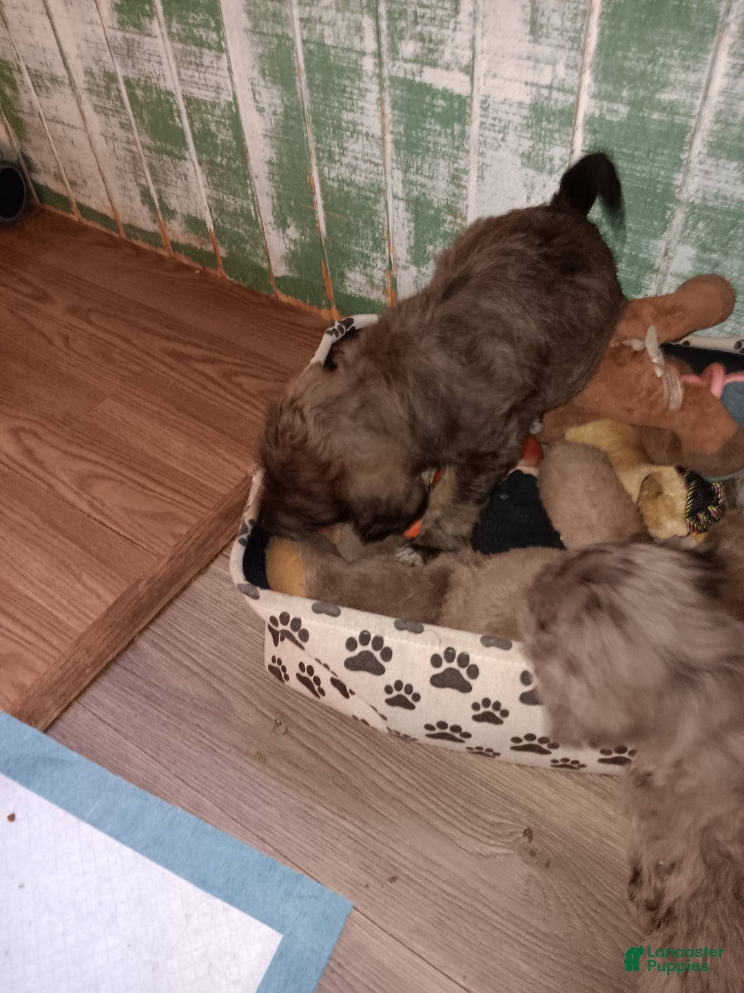 Labradoodle dogs for sale: Creamy mae - Ad 38