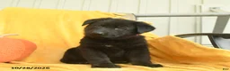 German Shepherd dogs for sale: Jezebel  - Ad 1