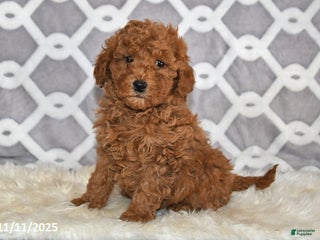 Mini Goldendoodle dogs - Ad 1