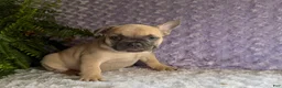French Bulldog dogs for sale: Snoopy  - Ad 7
