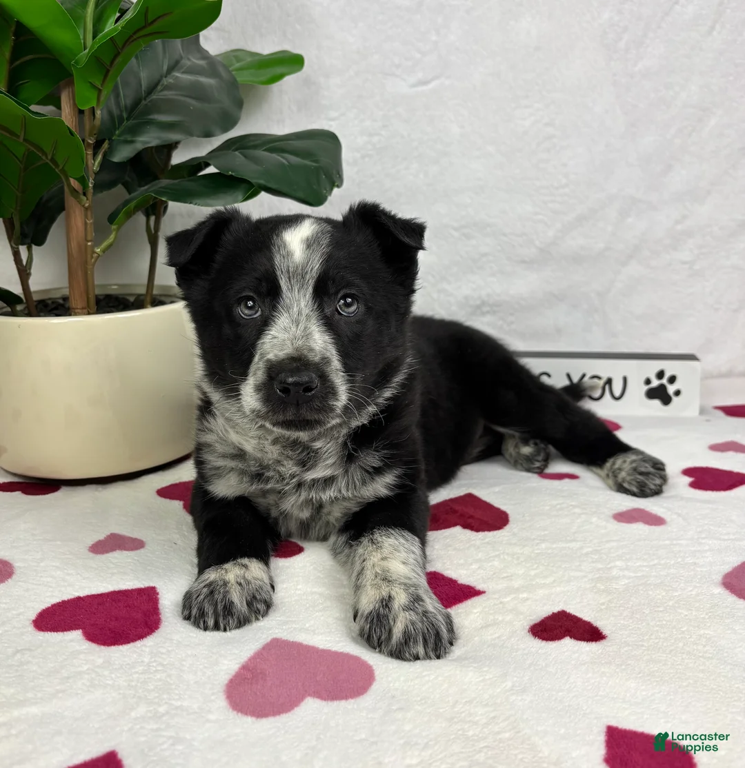 Mixed Breed dogs for sale: Marco - Ad 4