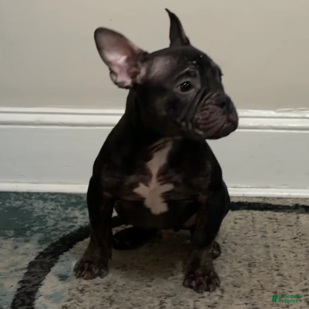 American Bully dogs for sale: American Bully Puppy 1 - Ad 2