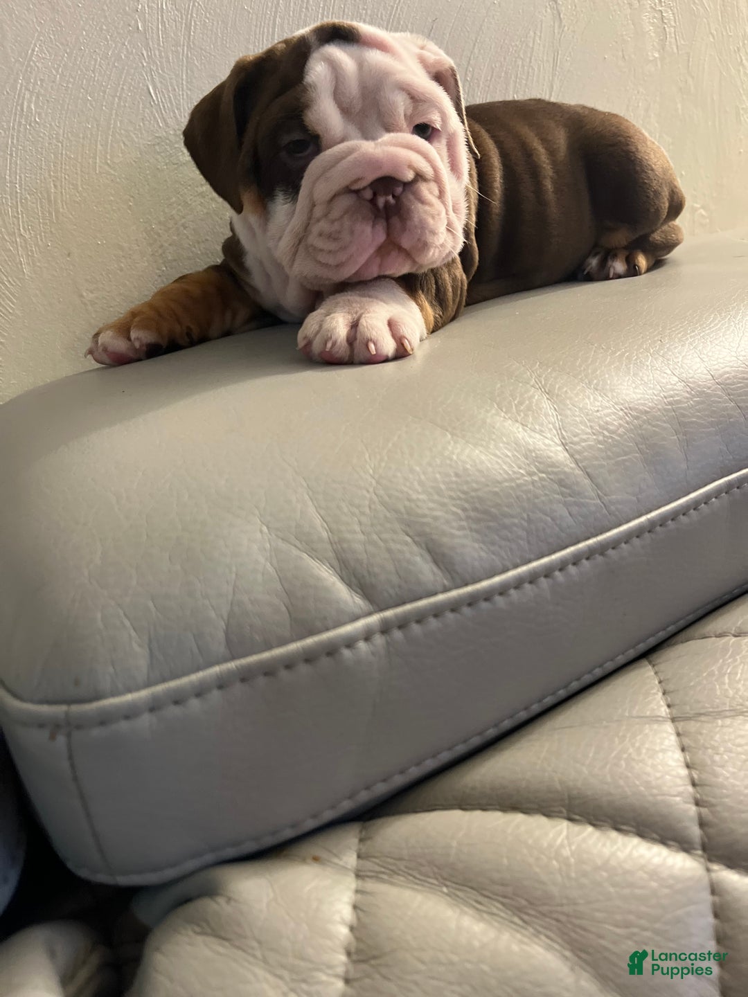 English Bulldog dogs for sale: English Bulldog Puppy 2 - Ad 2