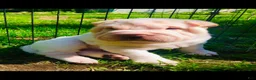 Shar Pei dogs for sale: Shar Pei Puppy 6 - Ad 18