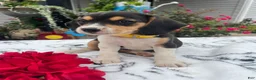 Beagle dogs for sale: Bella - Ad 4