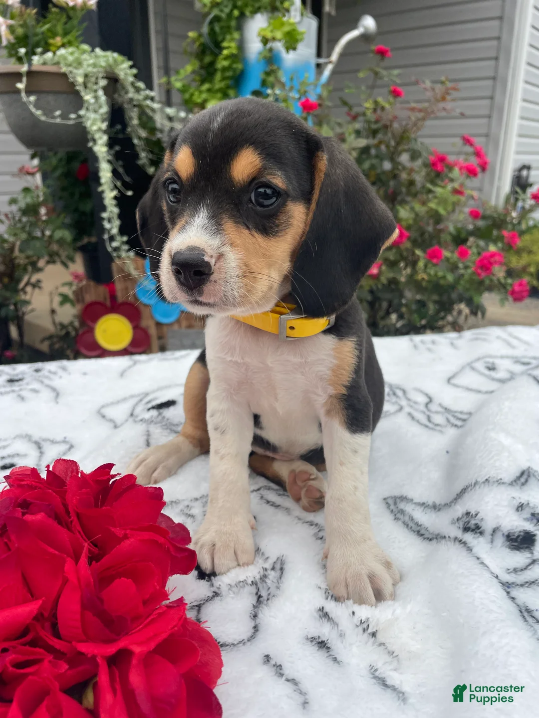 Beagle dogs for sale: Bella - Ad 4