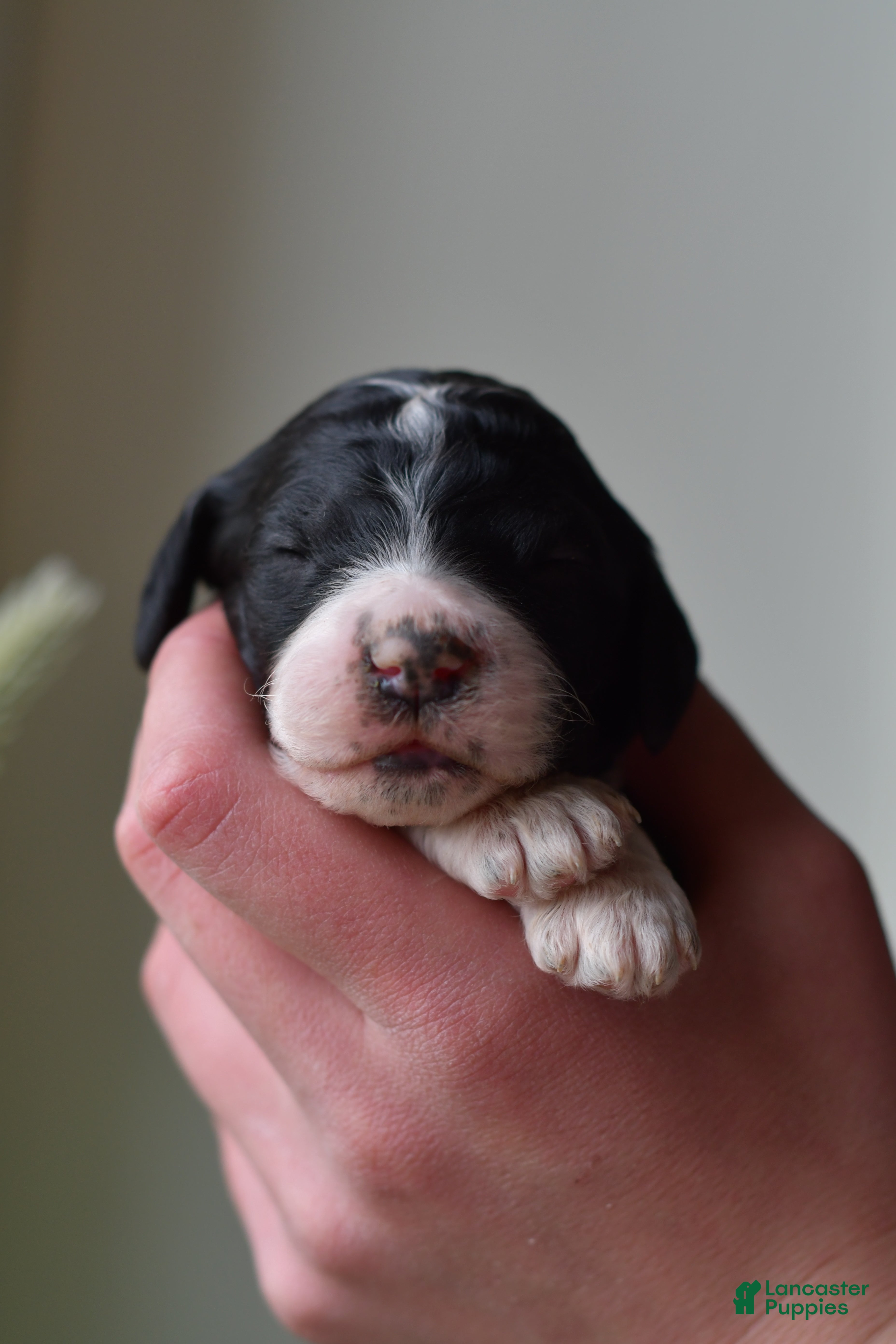 Standard Poodle dogs Standard Poodle Puppy 7 - Ad 1